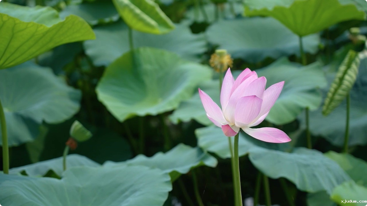 1657073765928208.jpeg 图片8:荷花池.jpeg